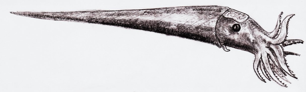The Sonic Stunner: Cameroceras and Its Acoustic Weapons (image credits: By Ornitholestes, CC BY 3.0, https://commons.wikimedia.org/w/index.php?curid=9107557)