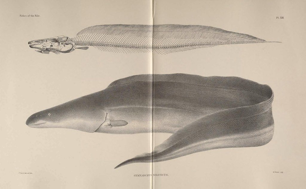 The Electrical Generator: Gymnarchus and Its Prehistoric Lightning (image credits: flickr)