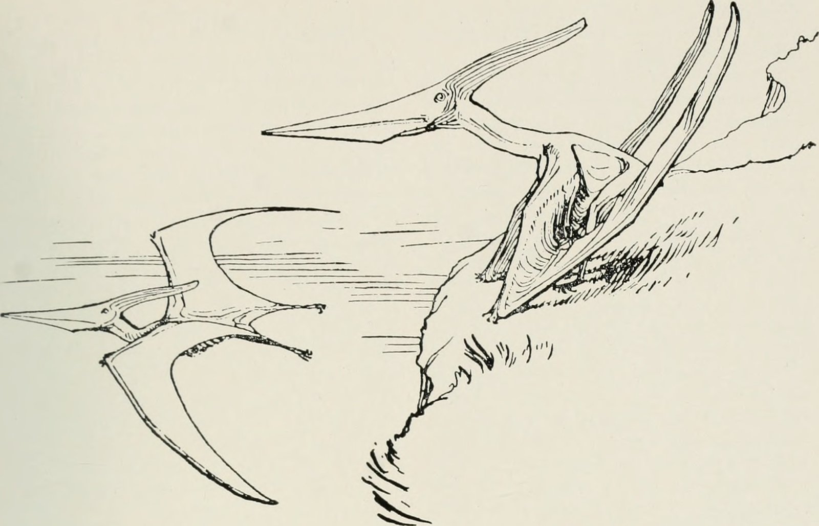 The Quantum Navigator: Pteranodon's Magnetic Field Detection (image credits: wikimedia)