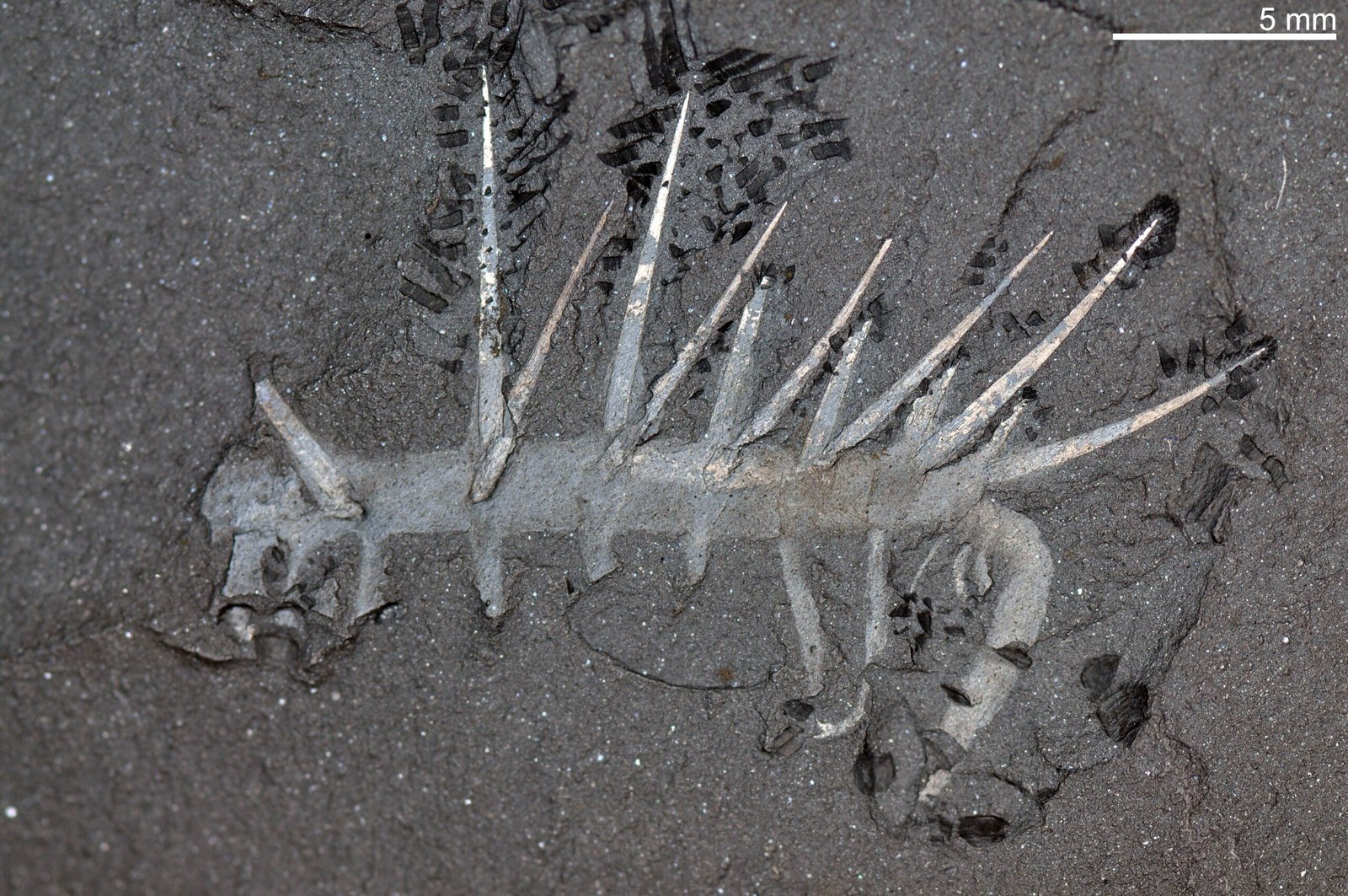 The Metamorphic Transformer: Hallucigenia's Shape-Shifting Abilities (image credits: wikimedia)