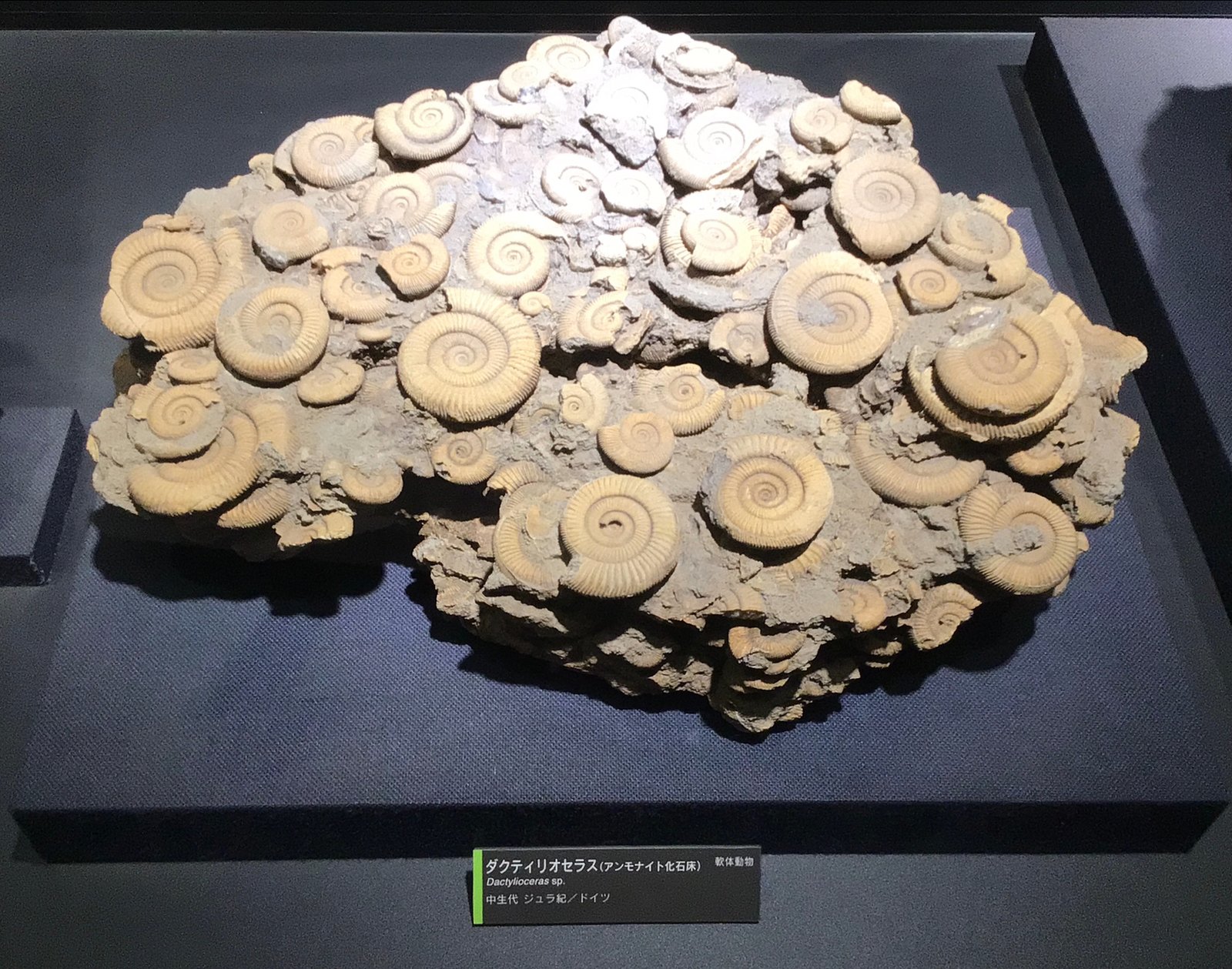 The Gravitational Sensor: Ammonites and Their Pressure Wave Detection (image credits: wikimedia)