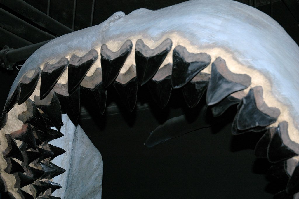 The Molecular Detector: Megalodon's Chemical Telepathy (image credits: flickr)