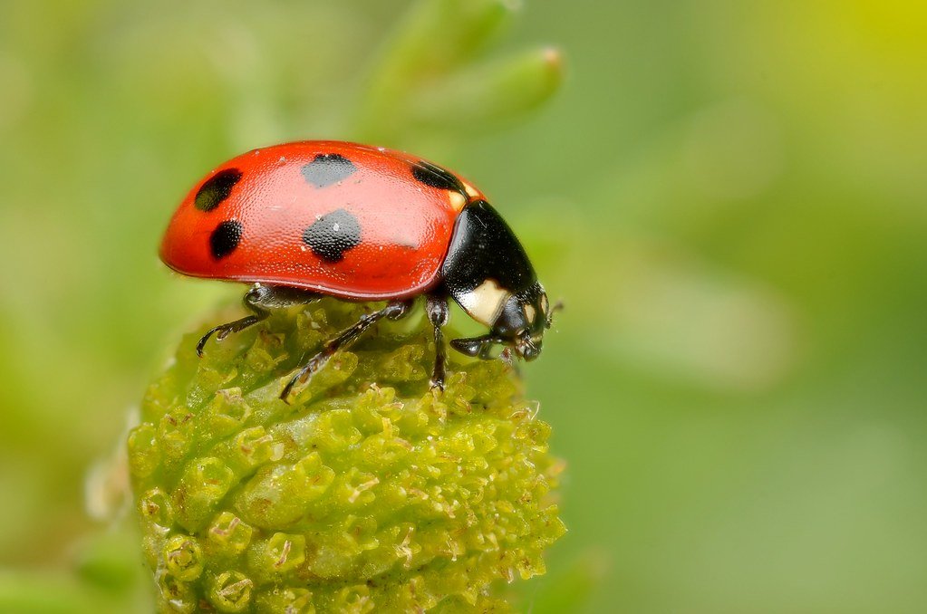 The Tiny Powerhouse: Ladybugs (image credits: flickr)