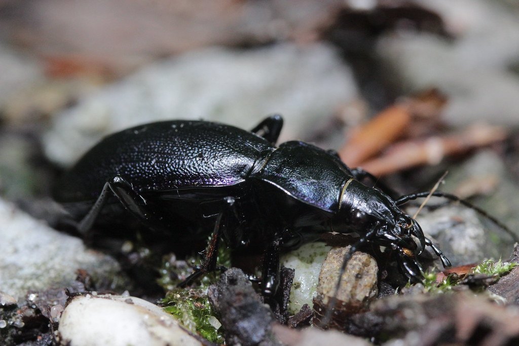 The Underground Army: Ground Beetles (image credits: flickr)