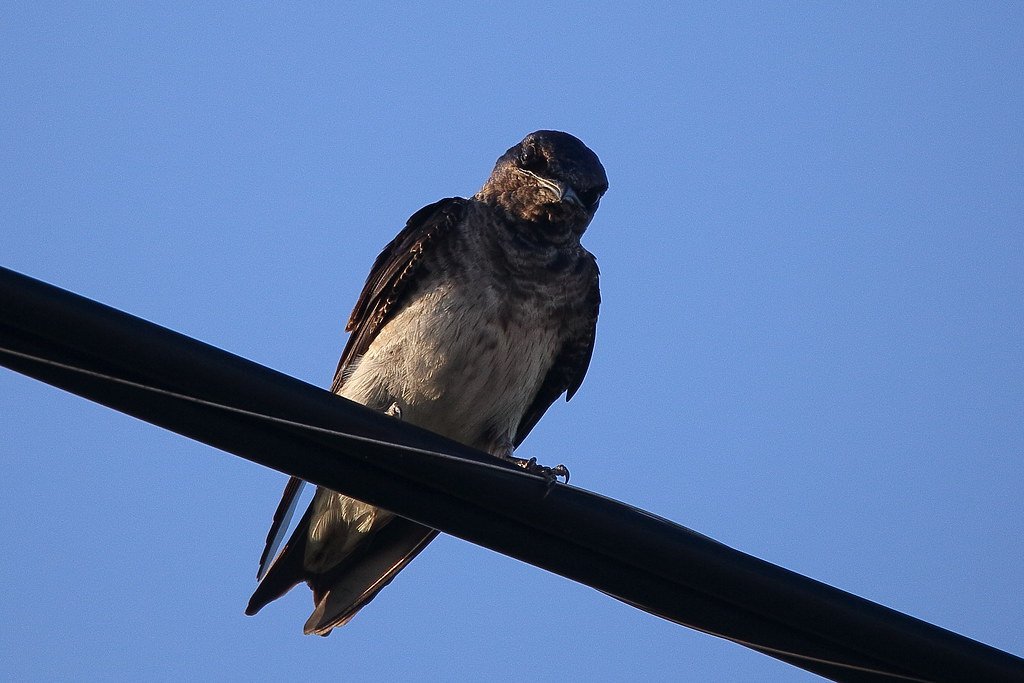 The Feathered Vacuum: Purple Martins (image credits: flickr)