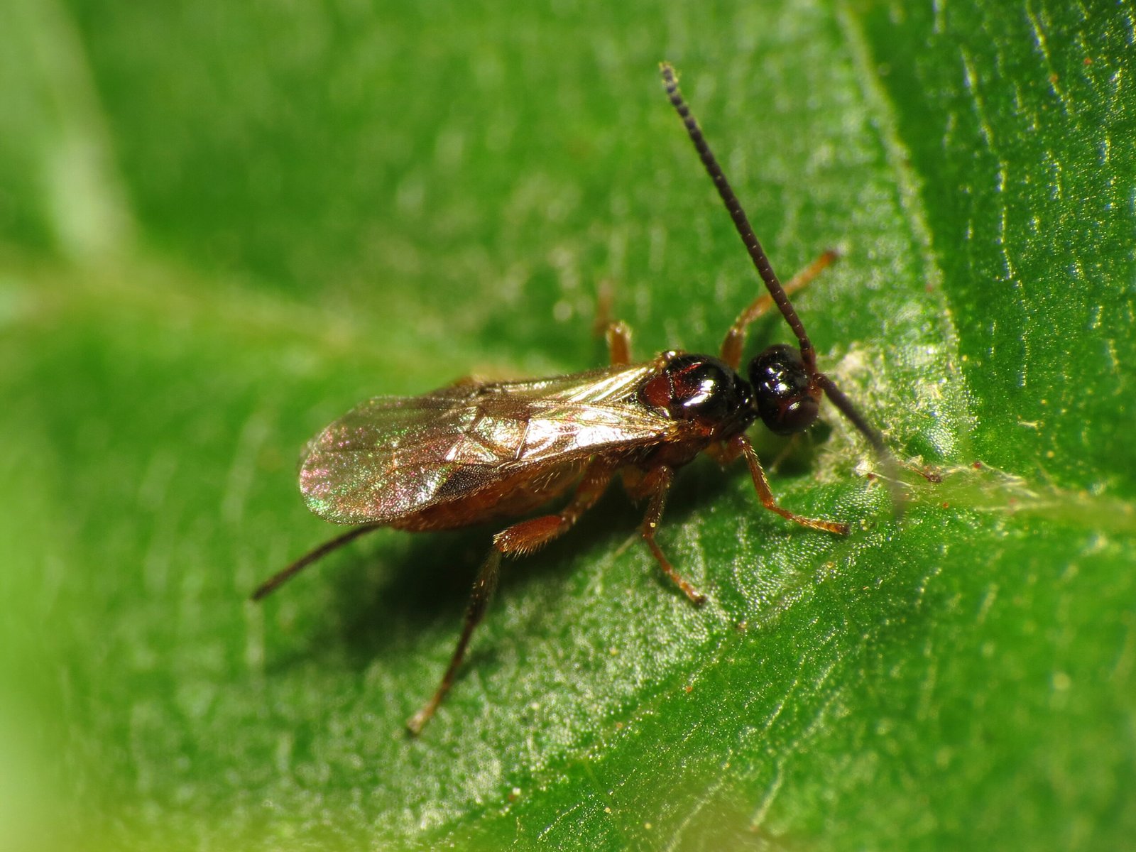 The Tiny Terror: Parasitic Wasps (image credits: wikimedia)