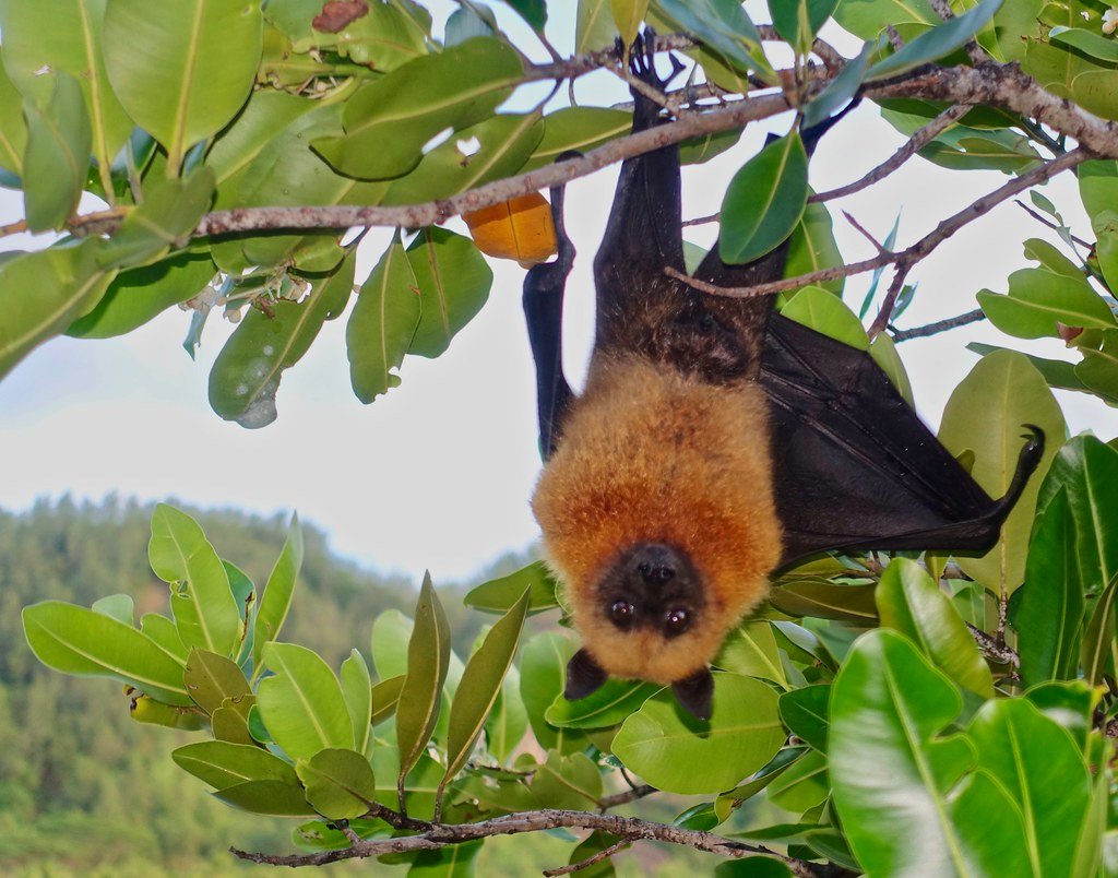 The Unexpected Ally: Bats (image credits: flickr)