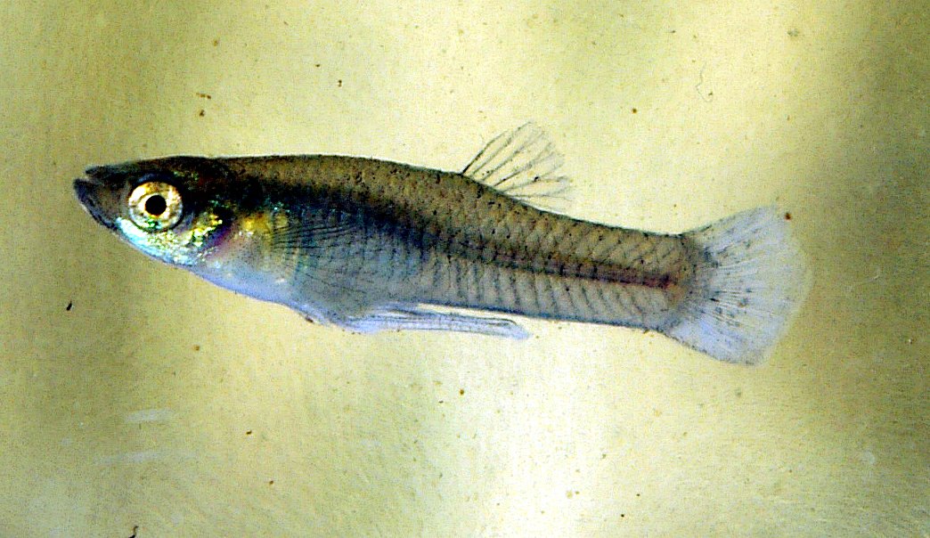 The Aquatic Hunter: Mosquito Fish (image credits: wikimedia)