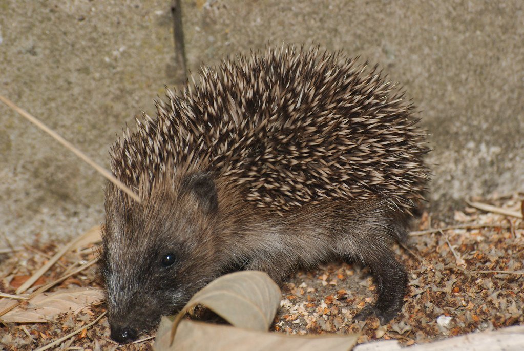 The Garden Guardian: Hedgehogs (image credits: flickr)