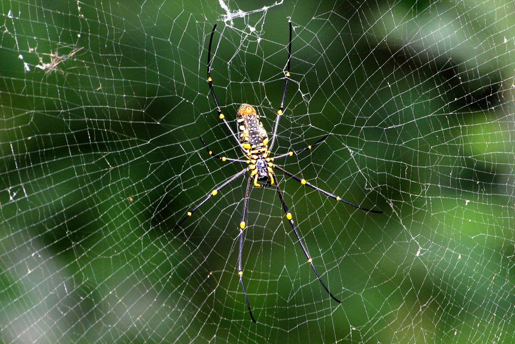 The Surprising Predator: Spiders (image credits: flickr)