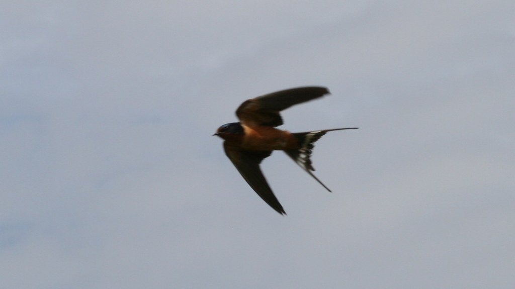 The Aerial Acrobat: Swallows (image credits: flickr)