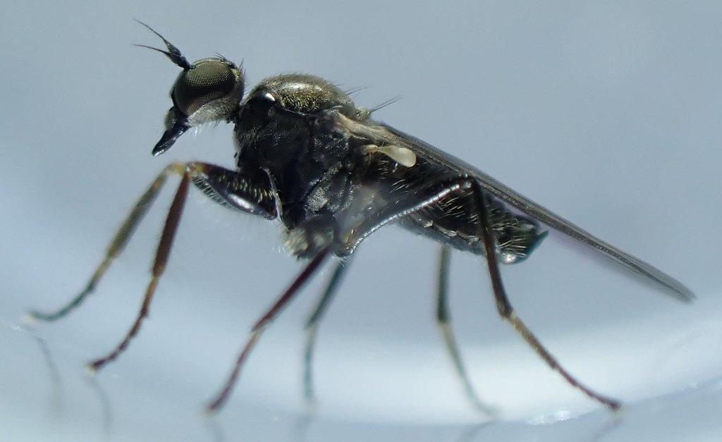 Nature's Pest Control Network (image credits: flickr)