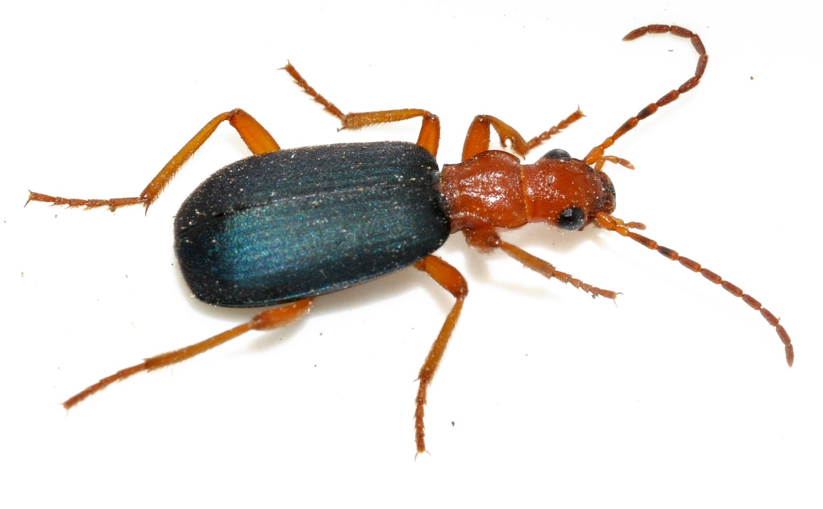 Species Variations and Chemical Diversity (image credits: wikimedia)