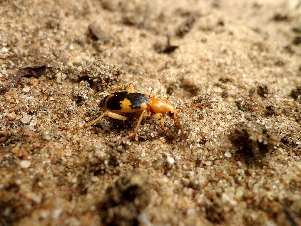 Predator Responses and Evolutionary Arms Race (image credits: flickr)
