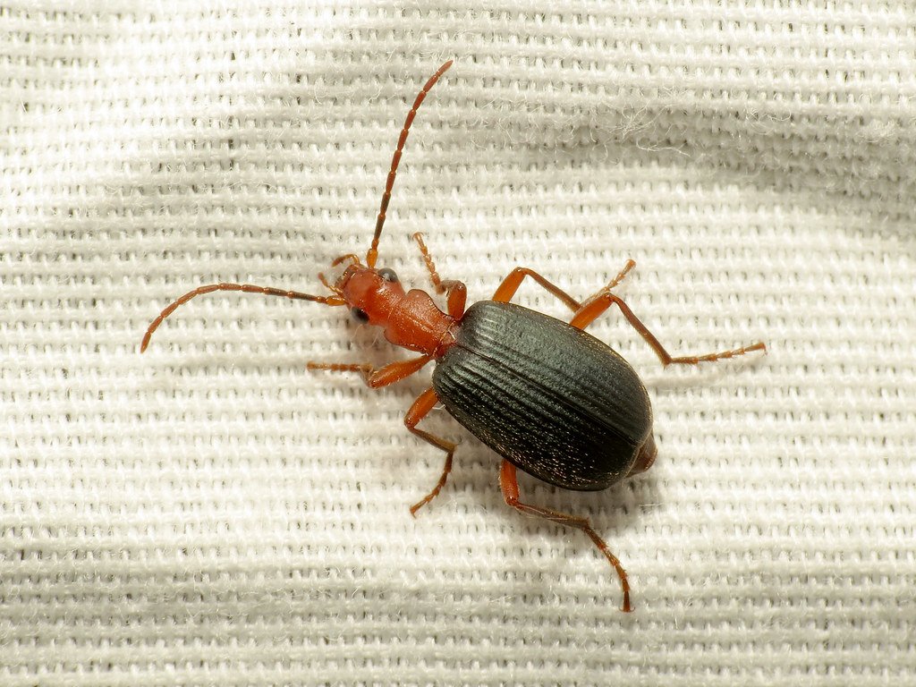 Biomimicry and Engineering Applications (image credits: flickr)