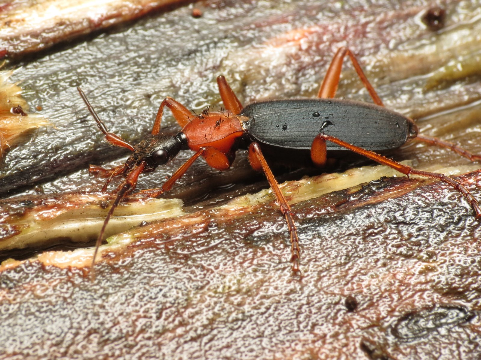 The Ultimate Biological Achievement (image credits: wikimedia)