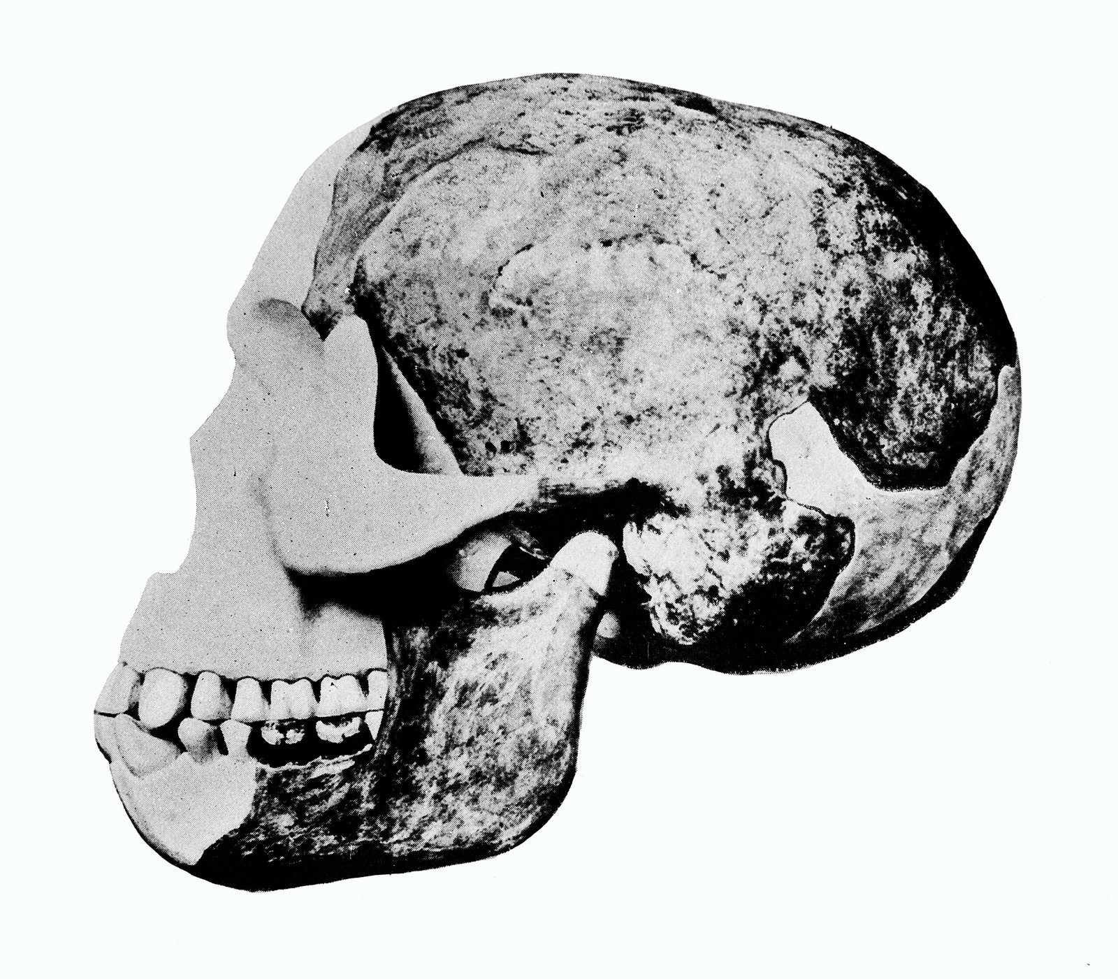 The Piltdown Man Hoax: Science's Most Embarrassing Fraud (image credits: wikimedia)