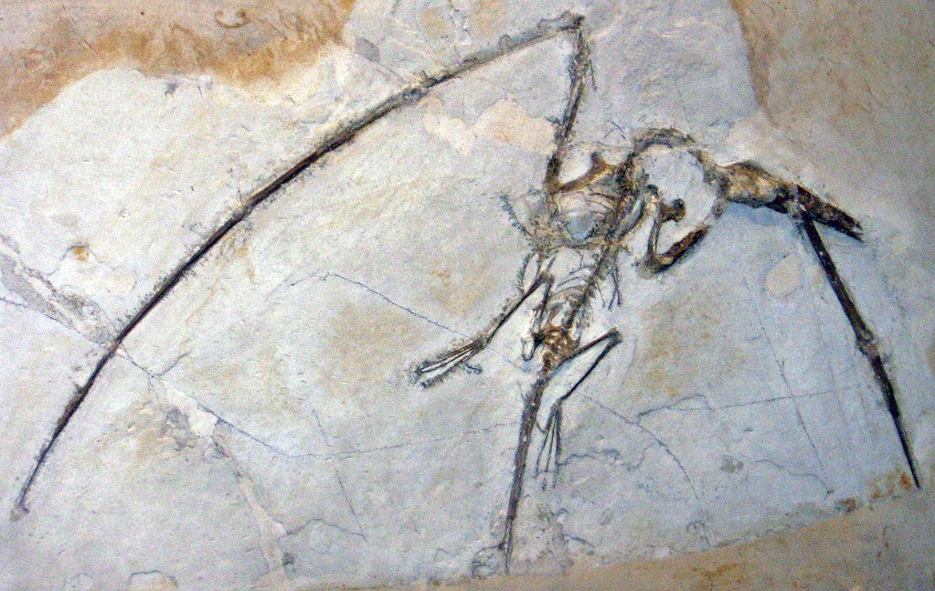 Archaeoraptor: The Feathered Dinosaur That Never Was (image credits: flickr)