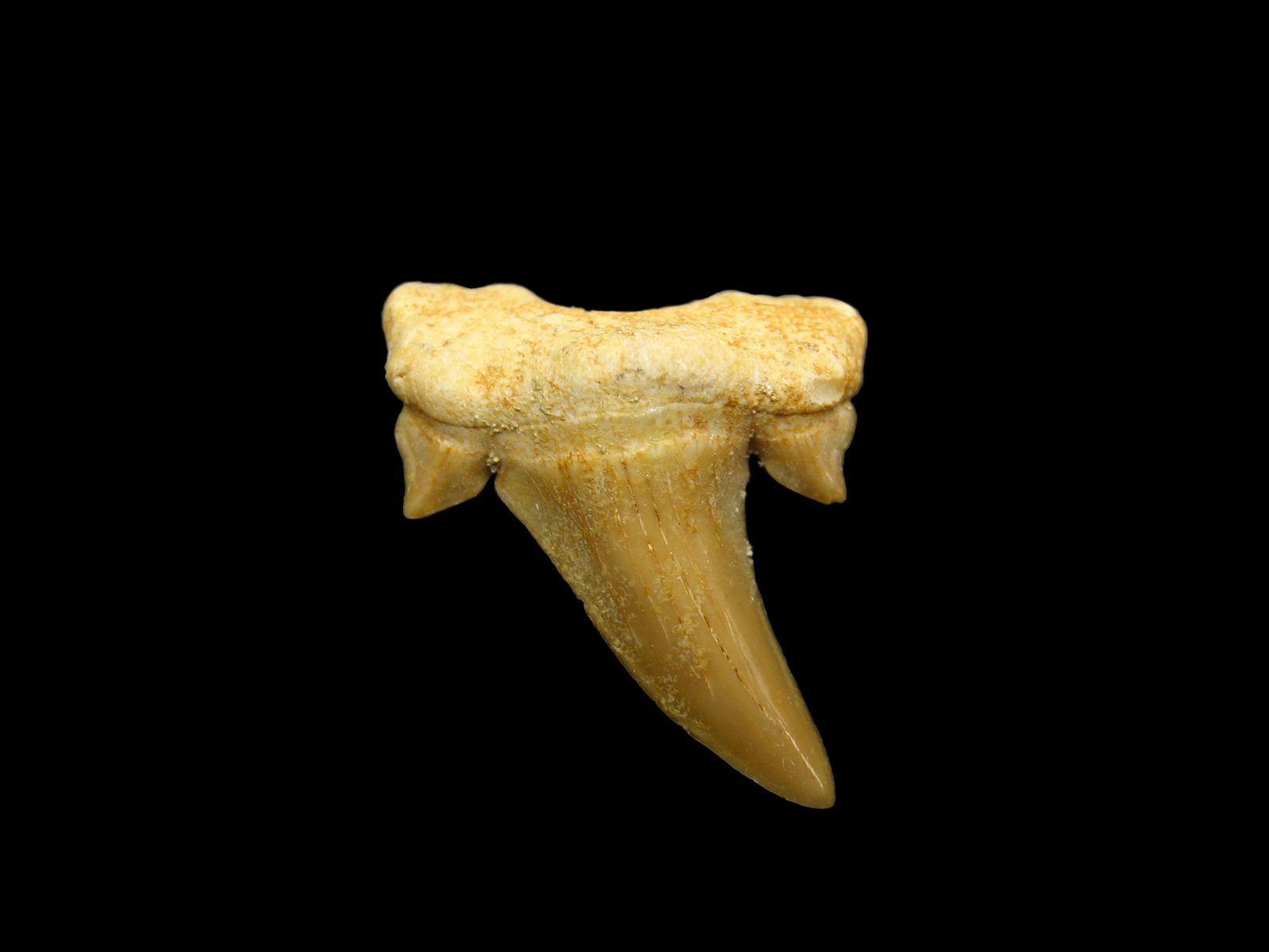 Nebraska Man: Building a Human From a Single Tooth (image credits: wikimedia)
