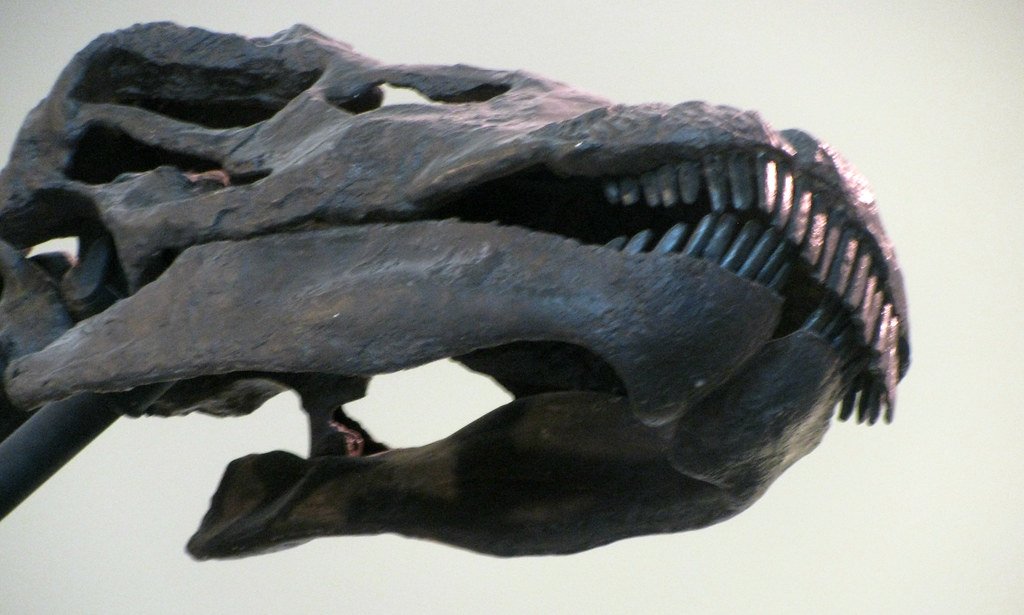 Brontosaurus: The Dinosaur That Didn't Exist (image credits: flickr)