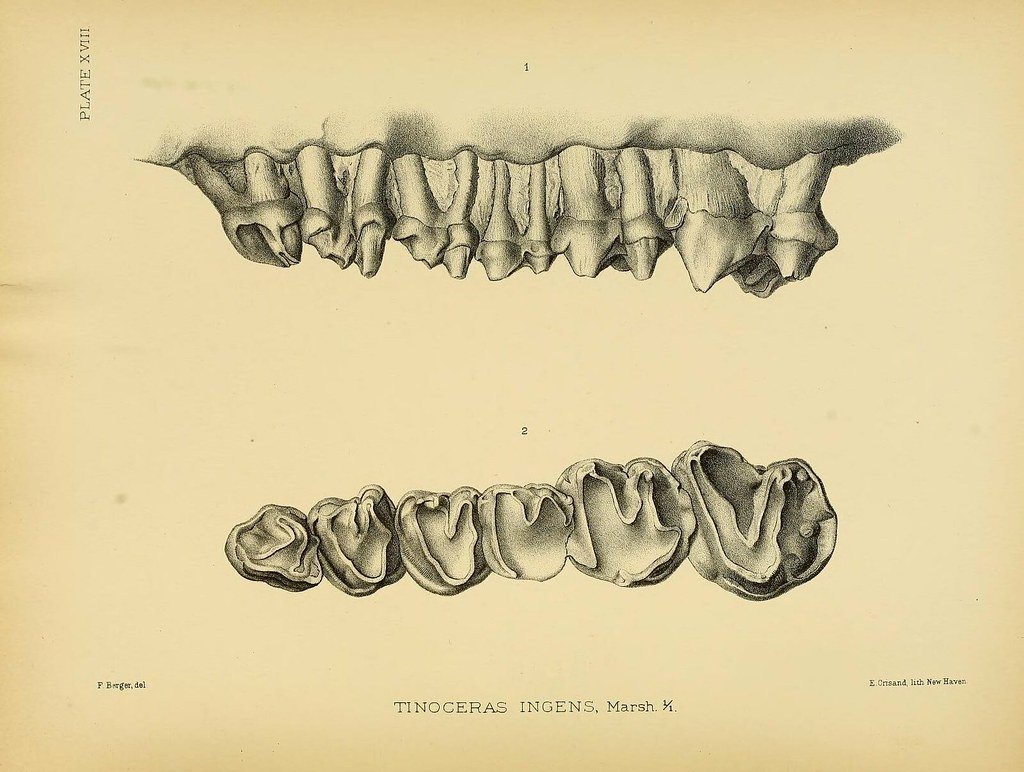 The Bone Wars: When Competition Corrupts Science (image credits: flickr)