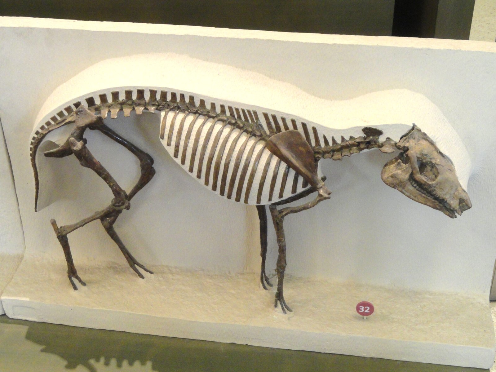 Eohippus: The Tiny Horse That Wasn't (image credits: wikimedia)
