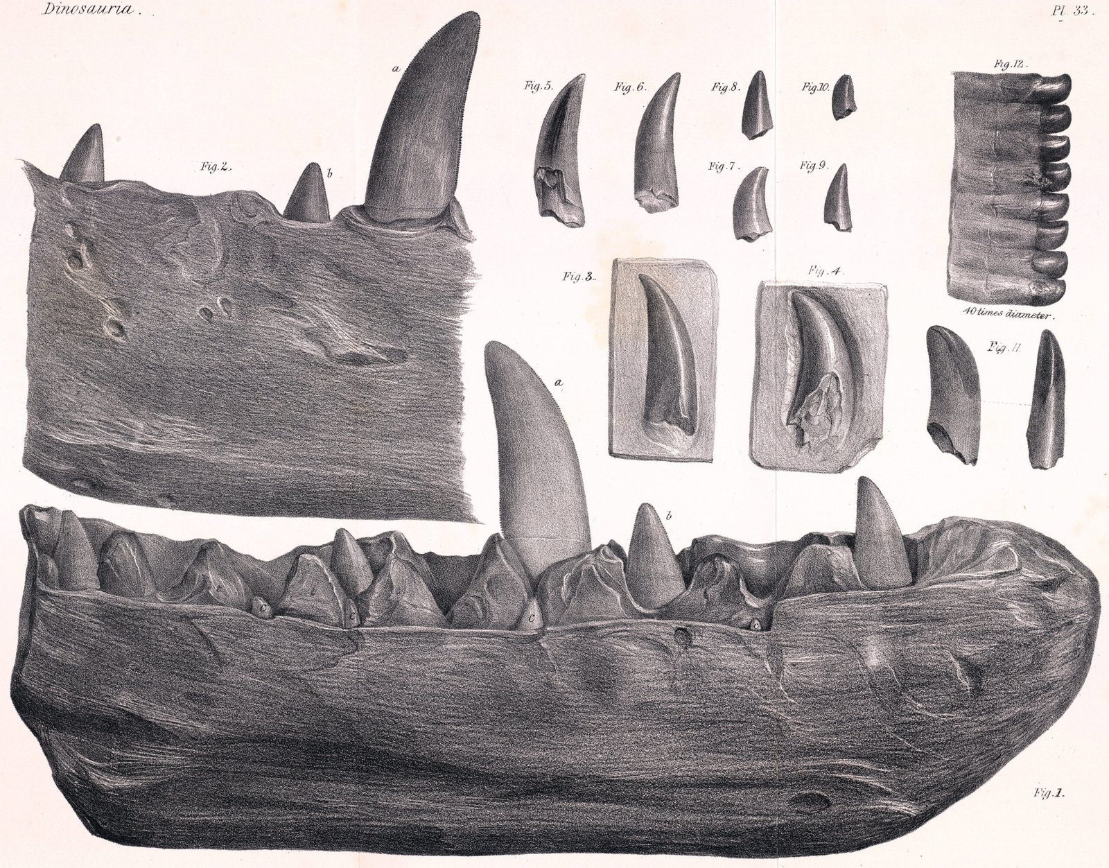 Megalosaurus: The First Dinosaur That Wasn't What It Seemed (image credits: wikimedia)