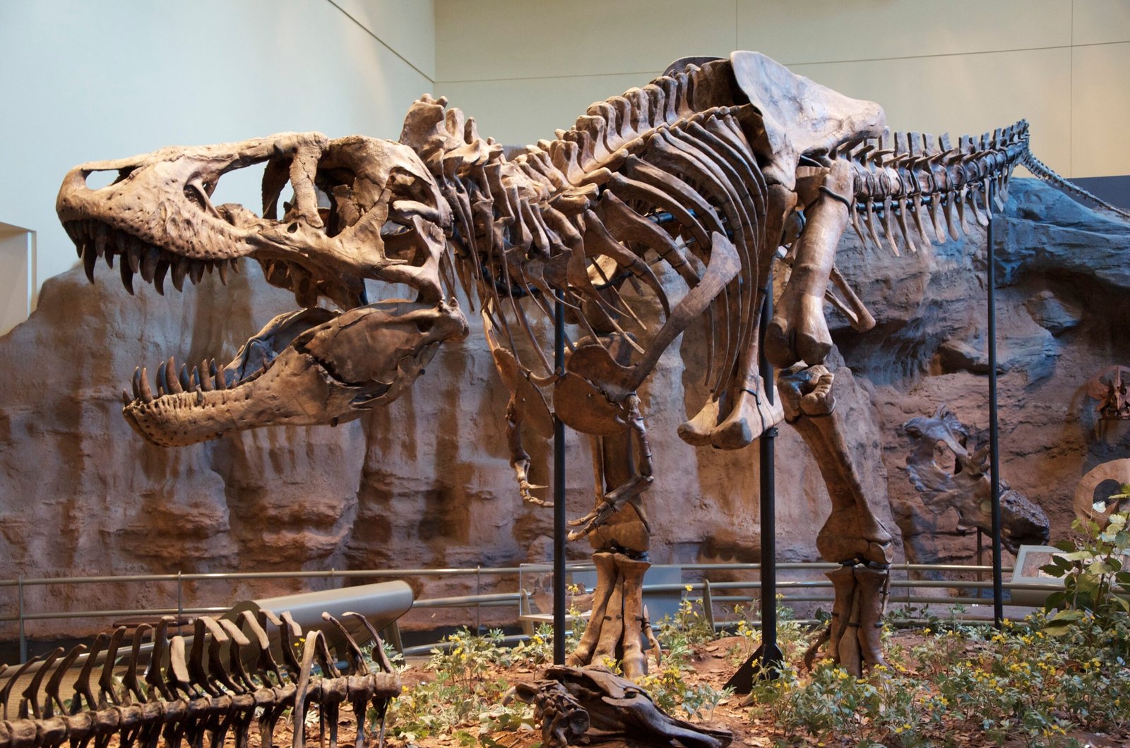 Sue the T. rex: Legal Battles Over Fossil Ownership (image credits: wikimedia)