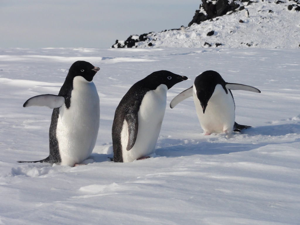 Wildlife and Ecosystem Monitoring (image credits: rawpixel)