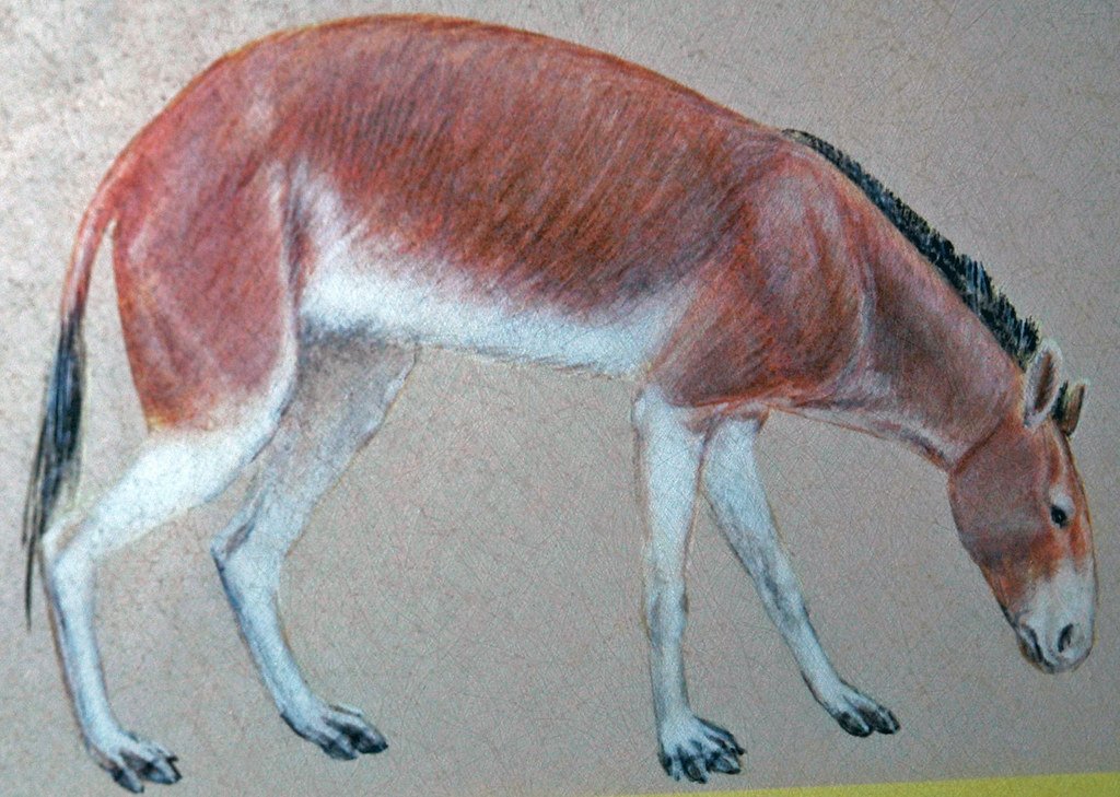 The Dawn Horse: Meet Eohippus (image credits: flickr)