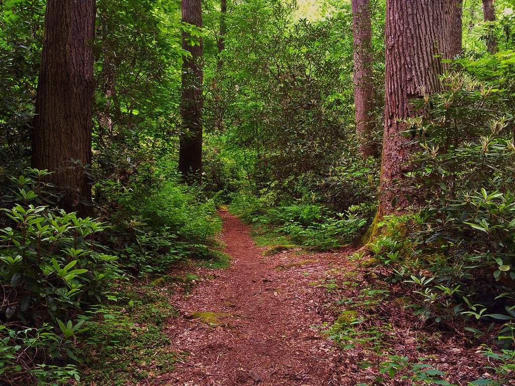 Ancient Forests and the Perfect Environment (image credits: flickr)