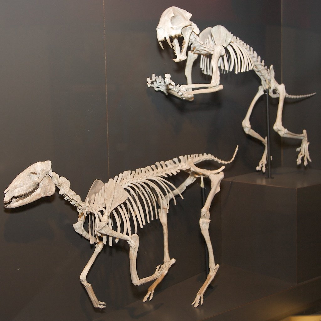 Mesohippus: The Middle Ground (image credits: wikimedia)