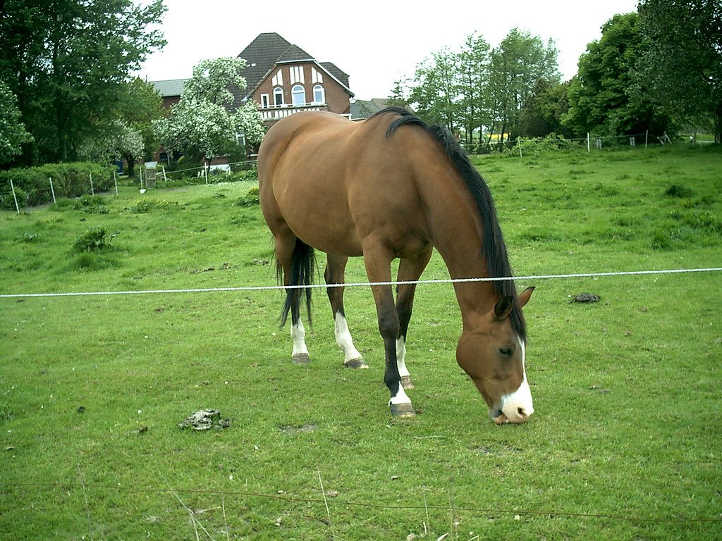 The Grassland Revolution (image credits: flickr)