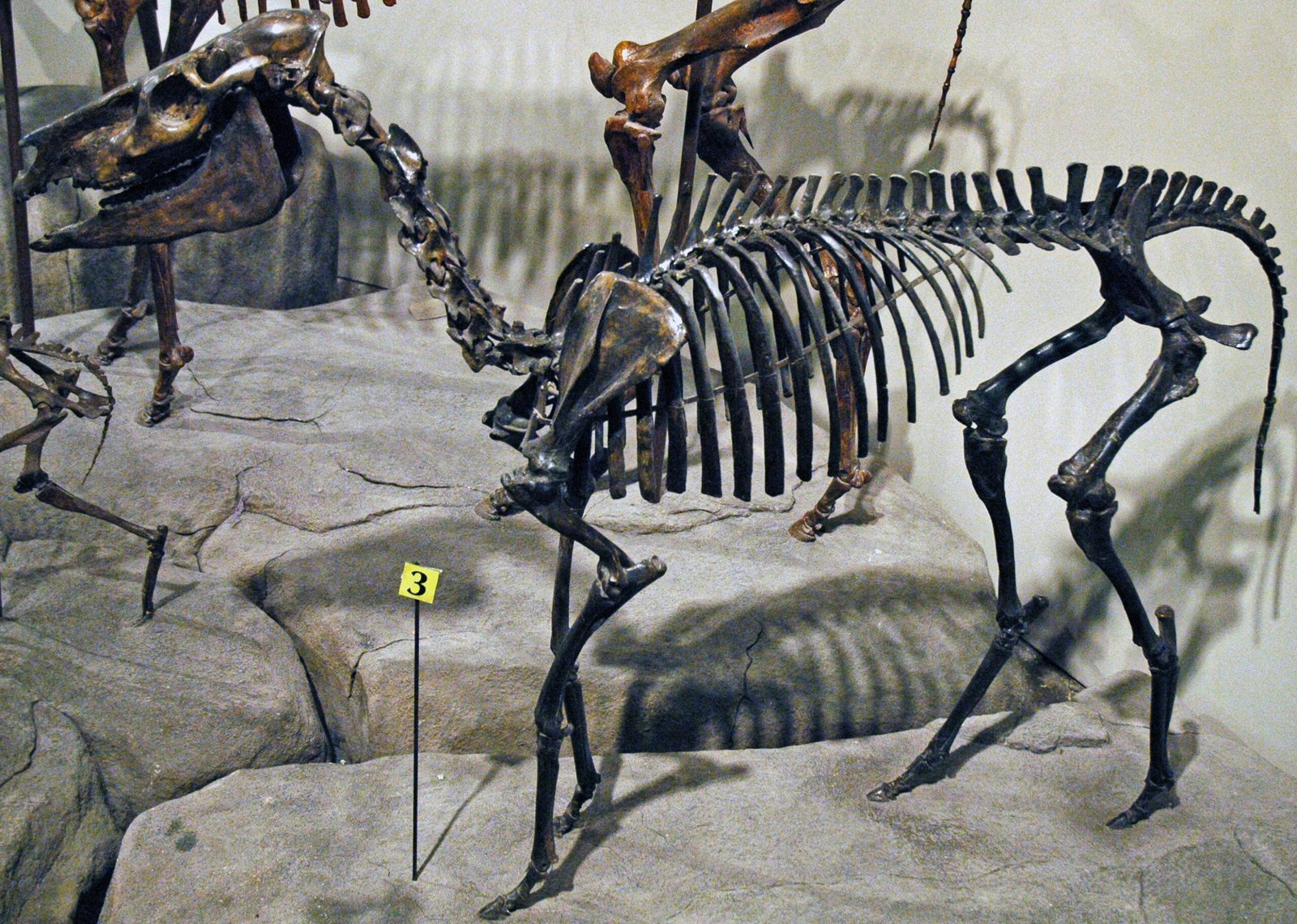 Merychippus: The First True Grazer (image credits: wikimedia)