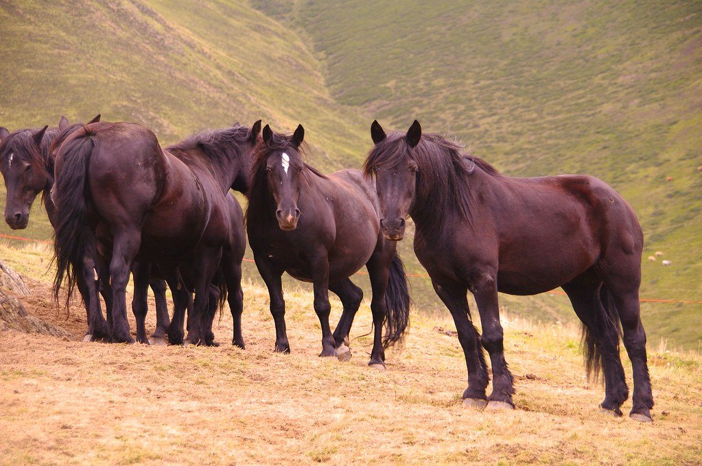 The Great Migration to Eurasia (image credits: flickr)