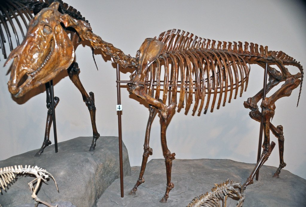 Equus: The Modern Horse Emerges (image credits: flickr)