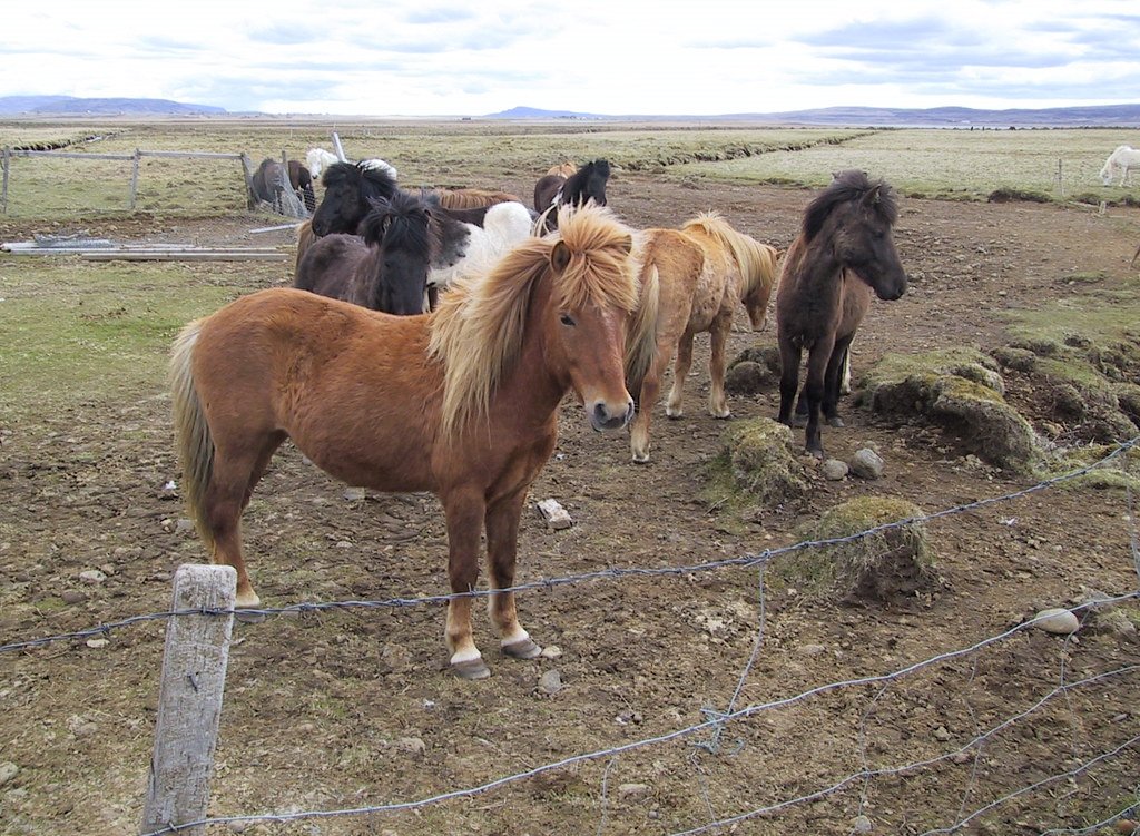 Artificial Selection and Breed Development (image credits: flickr)