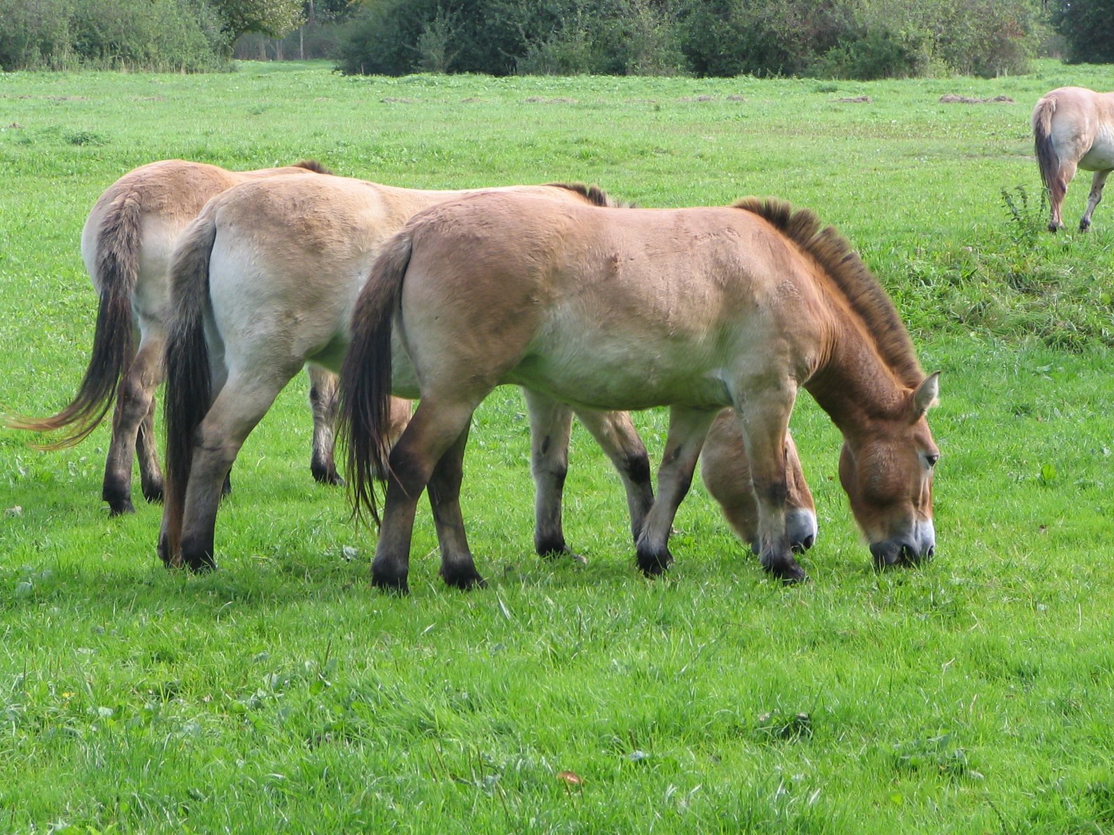 Wild Horses: Living Links to the Past (image credits: wikimedia)