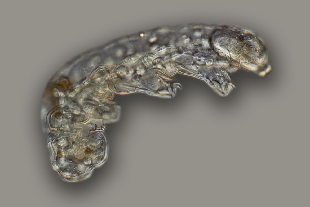 The Tardigrade: Nature's Indestructible Microscopic Tank (image credits: By Frank Fox, CC BY-SA 3.0 de, https://commons.wikimedia.org/w/index.php?curid=20217340)