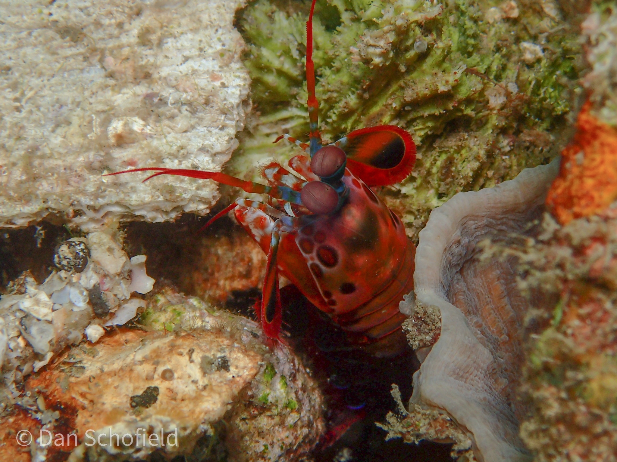 The Mantis Shrimp: The Ocean's Living Missile System (image credits: wikimedia)