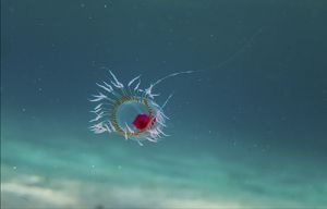 The Immortal Jellyfish: The Ultimate Fountain of Youth (image credits: wikimedia)