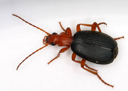The Bombardier Beetle: Nature's Chemical Warfare Expert (image credits: wikimedia)