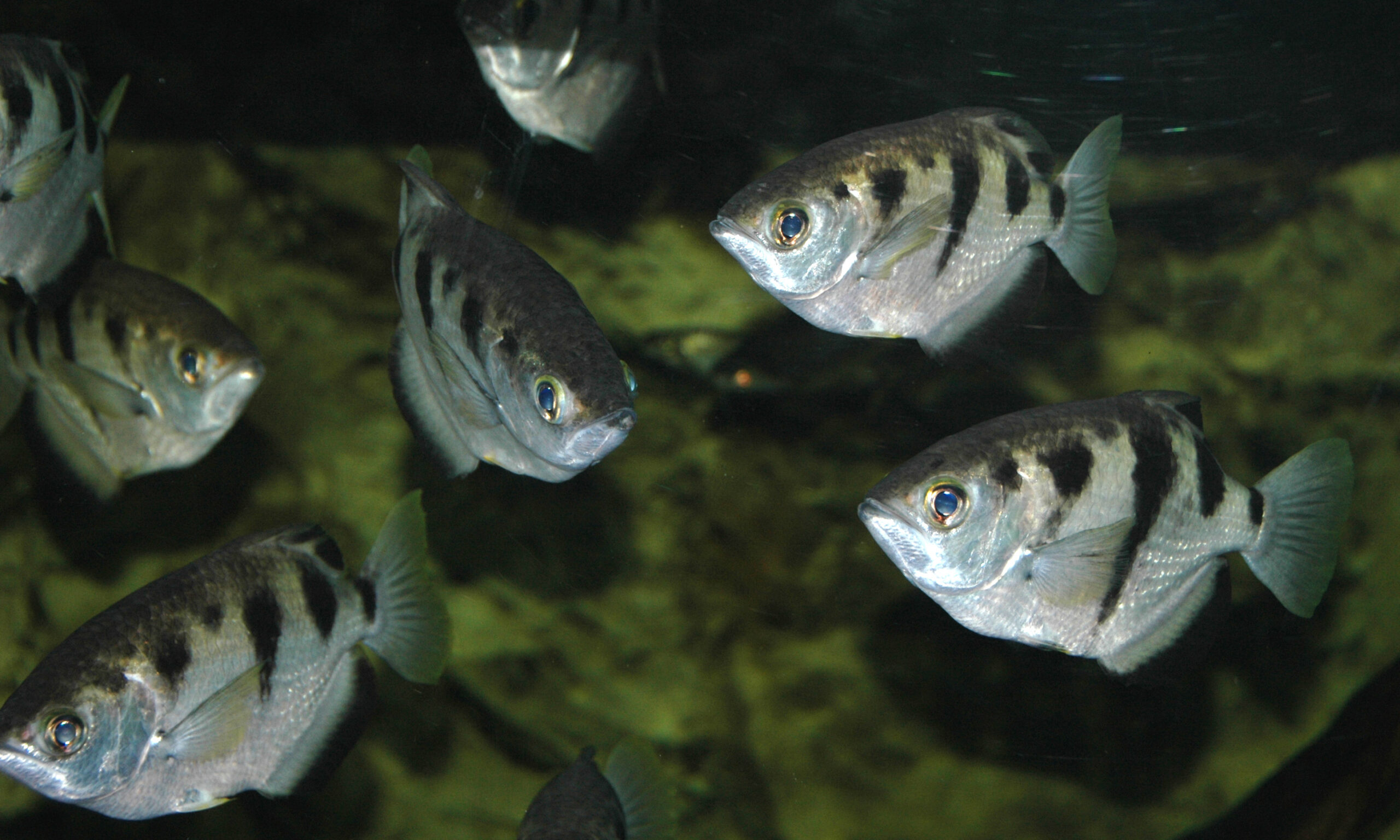 The Archerfish: The Aquatic Sniper (image credits: wikimedia)