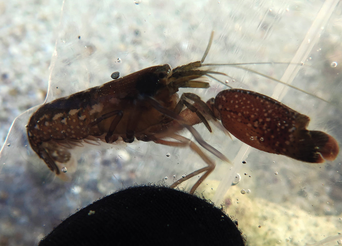 The Pistol Shrimp: The Ocean's Sonic Boom Creator (image credits: wikimedia)