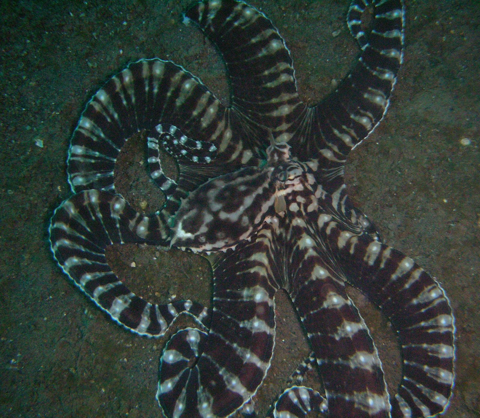 The Mimic Octopus: The Ultimate Shape-Shifter (image credits: wikimedia)
