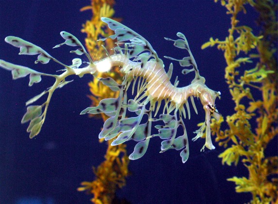 The Leafy Sea Dragon: The Living Piece of Seaweed (image credits: wikimedia)