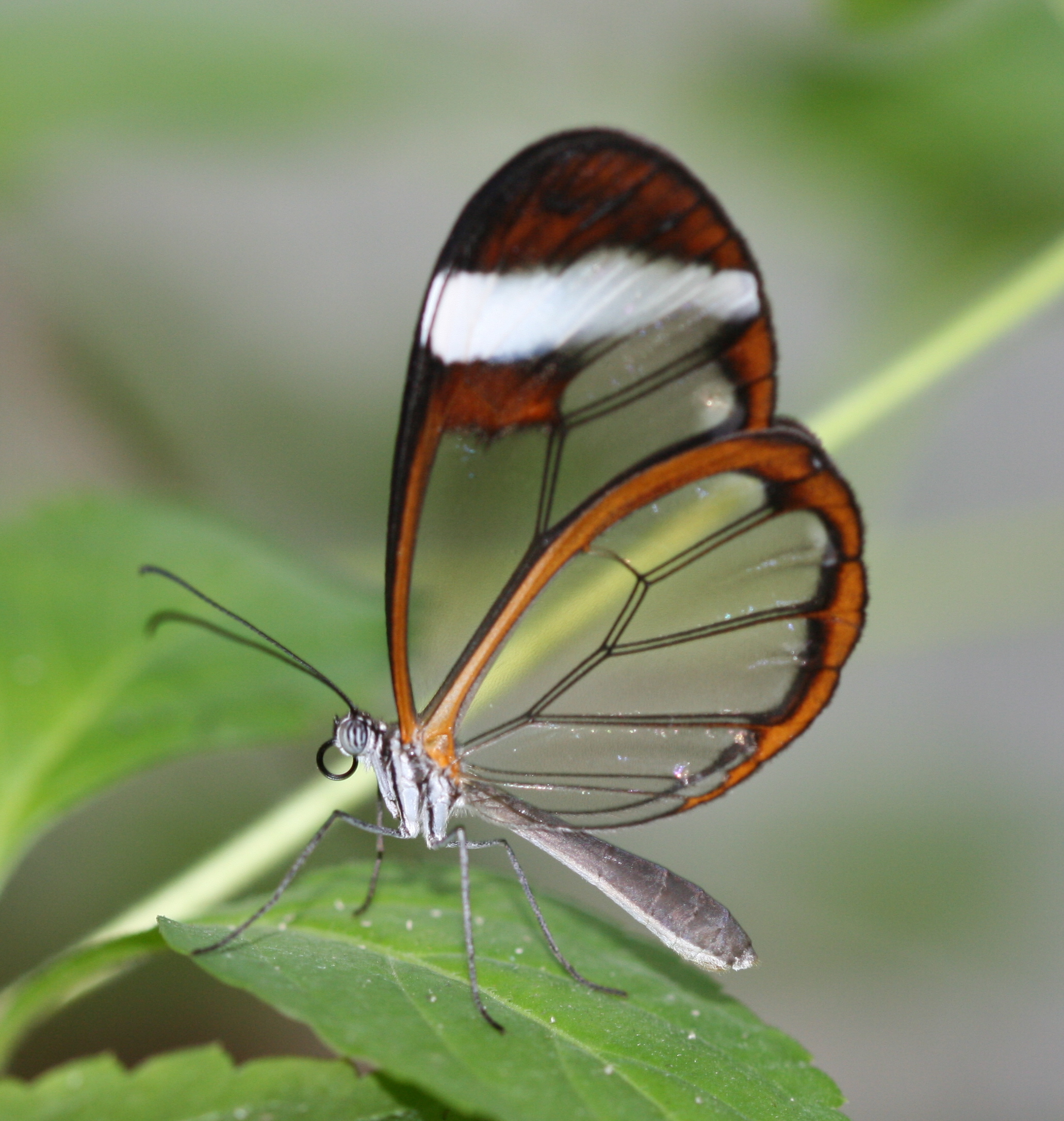 The Glasswing Butterfly: The Invisible Aerial Acrobat (image credits: wikimedia)