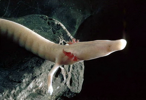 The Olm: The Eternal Cave Dweller (image credits: Author's own work. Uploaded with permission., CC BY-SA 3.0, https://commons.wikimedia.org/w/index.php?curid=1923565)