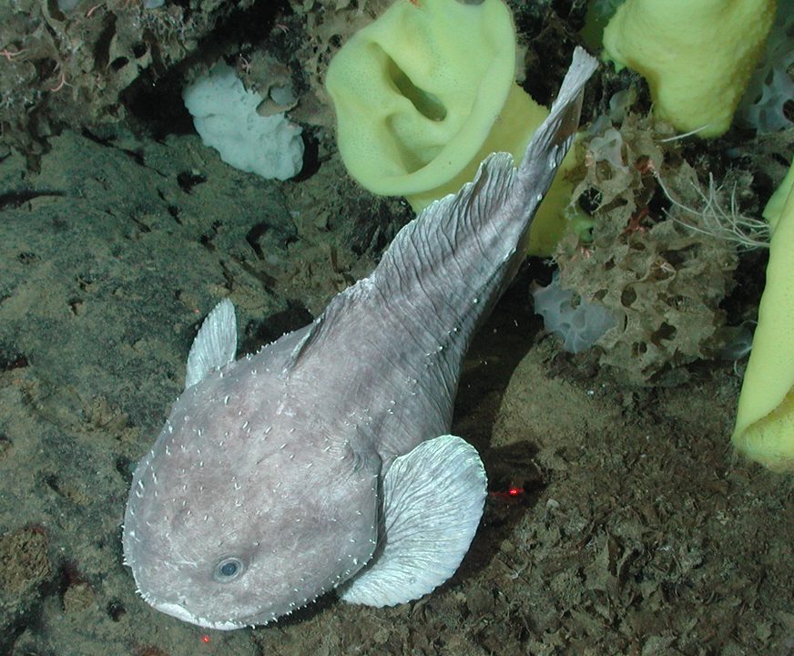 The Blobfish: The Pressure-Resistant Deep Sea Dweller (image credits: By NOAA/MBARI, Public domain, https://commons.wikimedia.org/w/index.php?curid=1935720)