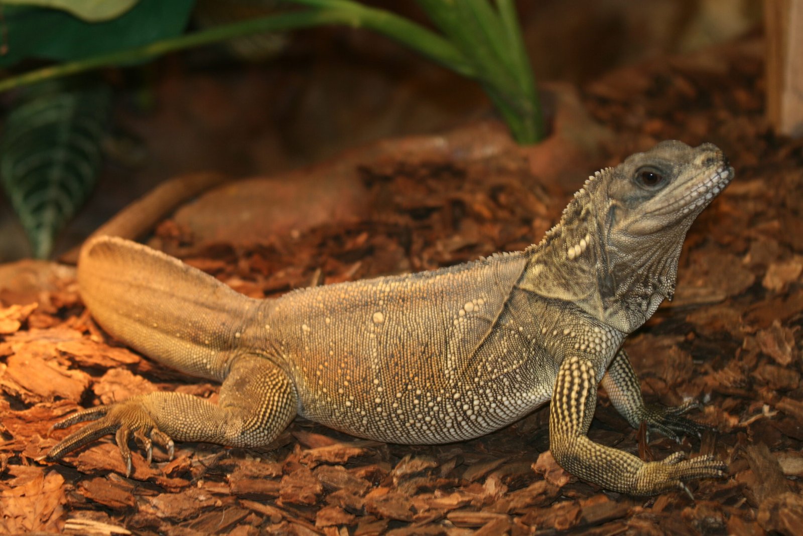 Meet the Living Dinosaur of Modern Times (image credits: By Sylfred1977, CC BY-SA 3.0, https://commons.wikimedia.org/w/index.php?curid=7623267)
